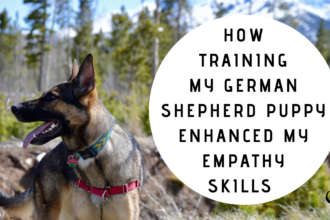 How Training My German Shepherd Puppy Enhanced My Empathy Skills